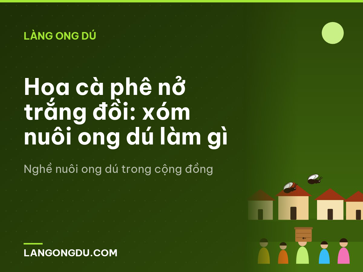 Hoa cà phê nở trắng đồi: xóm nuôi ong dú làm gì
