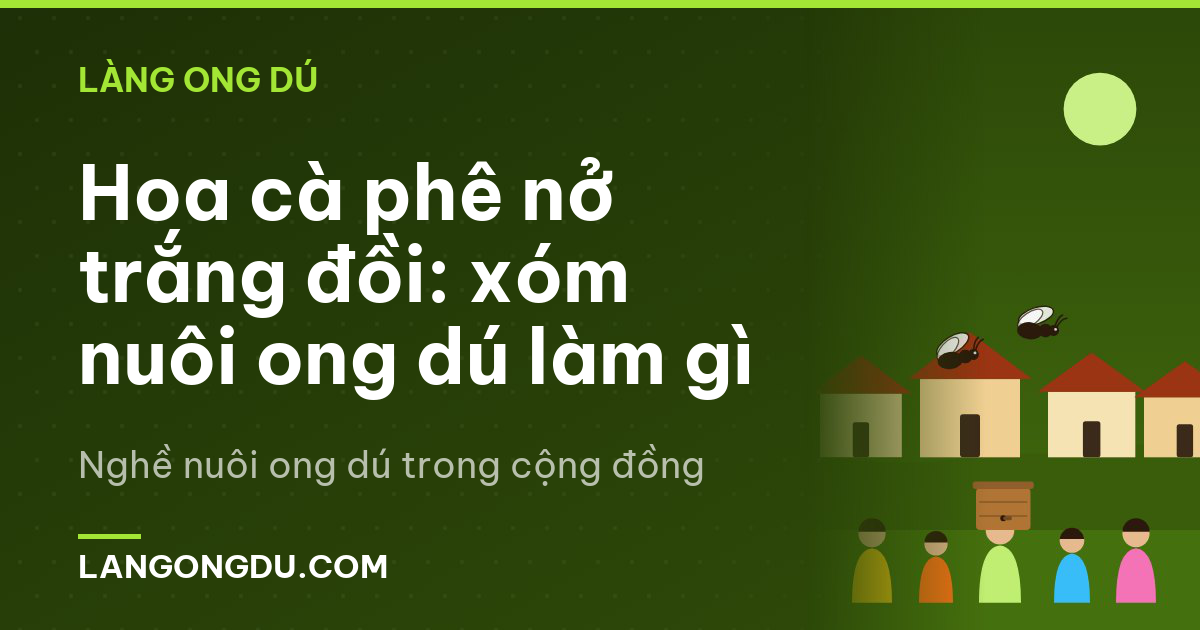 Hoa cà phê nở trắng đồi: xóm nuôi ong dú làm gì
